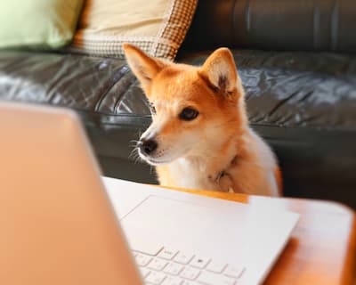 onlinedog